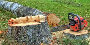 How Our Tree Care Process Works  in  Harrisonburg, VA