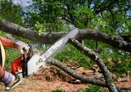 Best Stump Grinding and Removal  in Harrisonburg, VA
