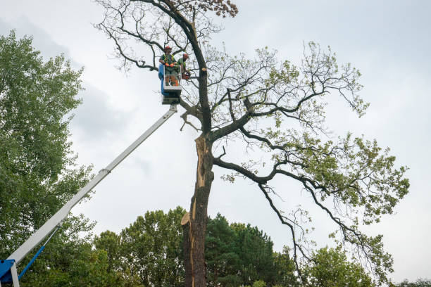 Harrisonburg, VA Tree Care Company